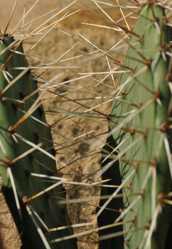 Floraler Hindernisparcours