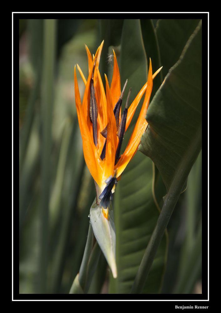 Floraler Punk (Strelitzia reginae)