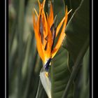 Floraler Punk (Strelitzia reginae)