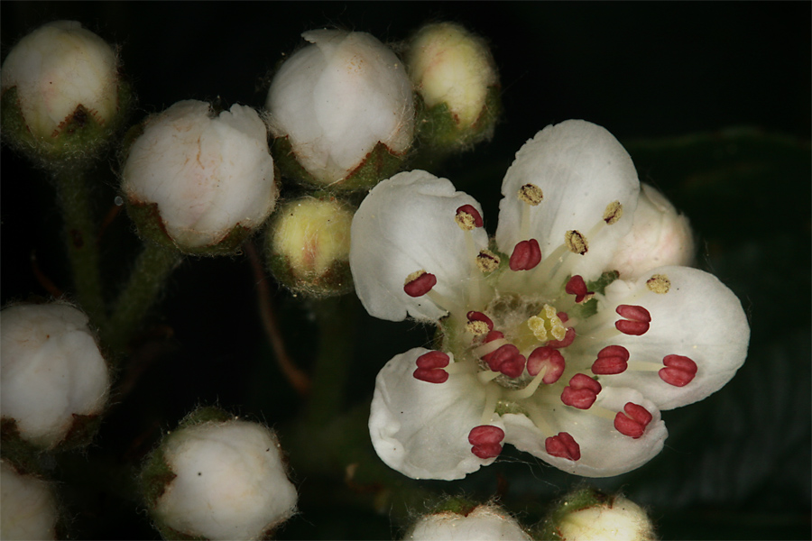 florales 09