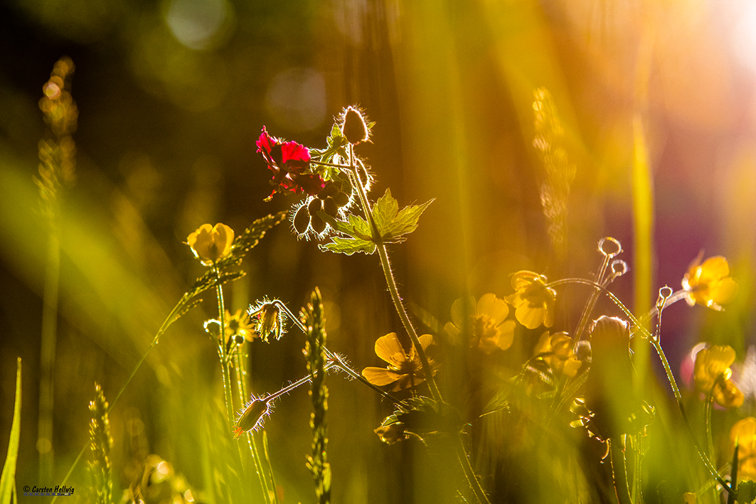 Florales