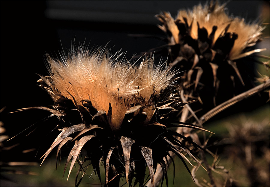 Florales aus der Madonie, - Siziliens Naturschutzgebiet [1]