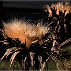 Florales aus der Madonie, - Siziliens Naturschutzgebiet [1]