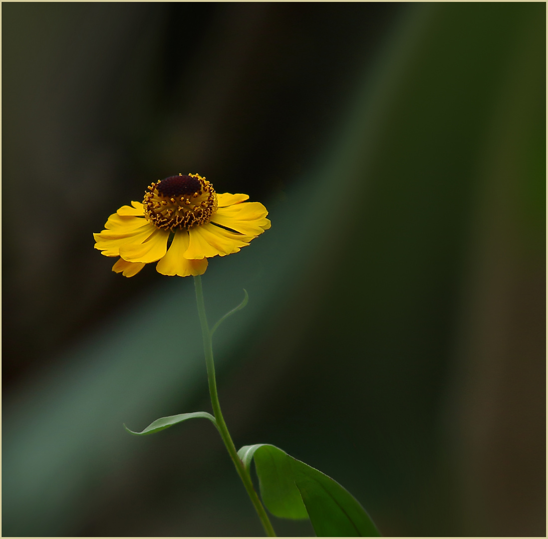 Florales