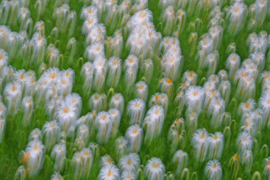 Florales Feuerwerk