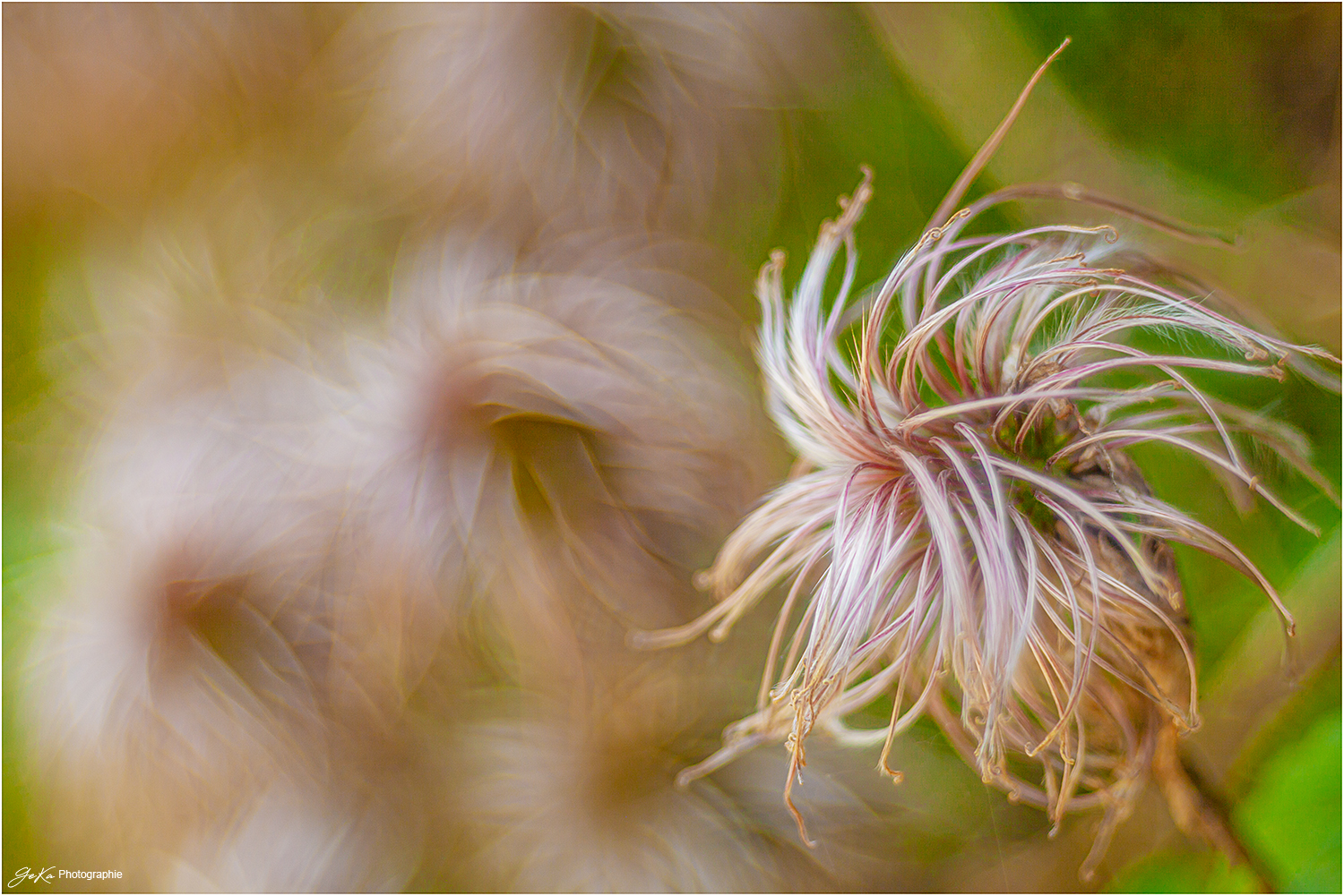 florales Gewusel