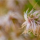 florales Gewusel