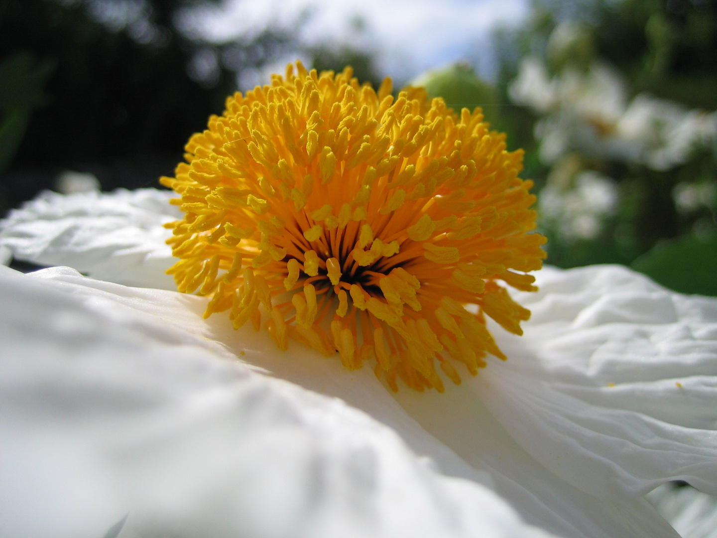 Florales Spiegelei