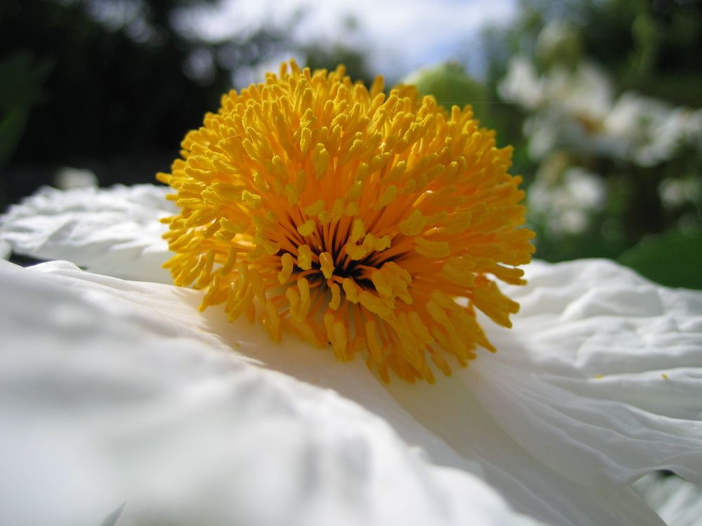 Florales Spiegelei von Wüstenfuchs43 