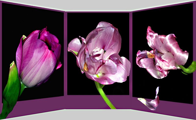 Florales Triptychon