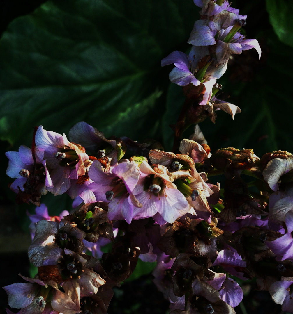 Florales....vergängliches