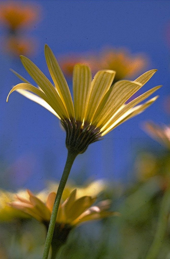 FLORALIES JAUNES ET BLEUS