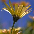 FLORALIES JAUNES ET BLEUS