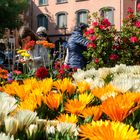 "Floraria" in piazza San Marco