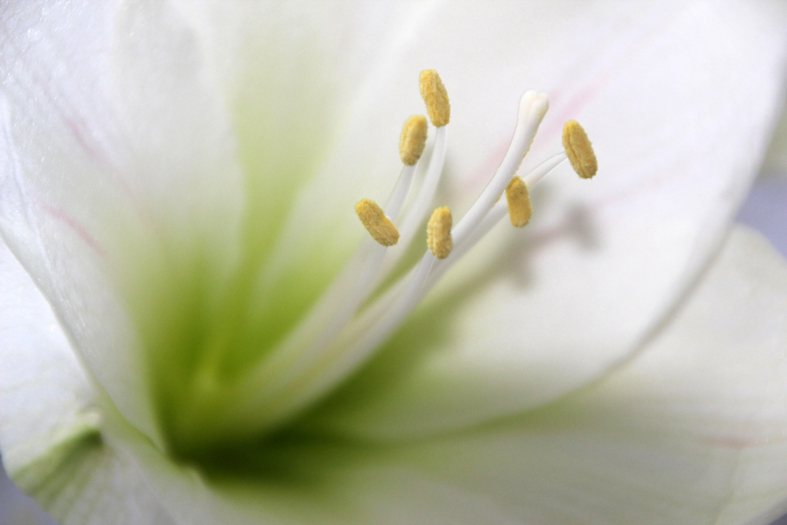 Floras de Nieva