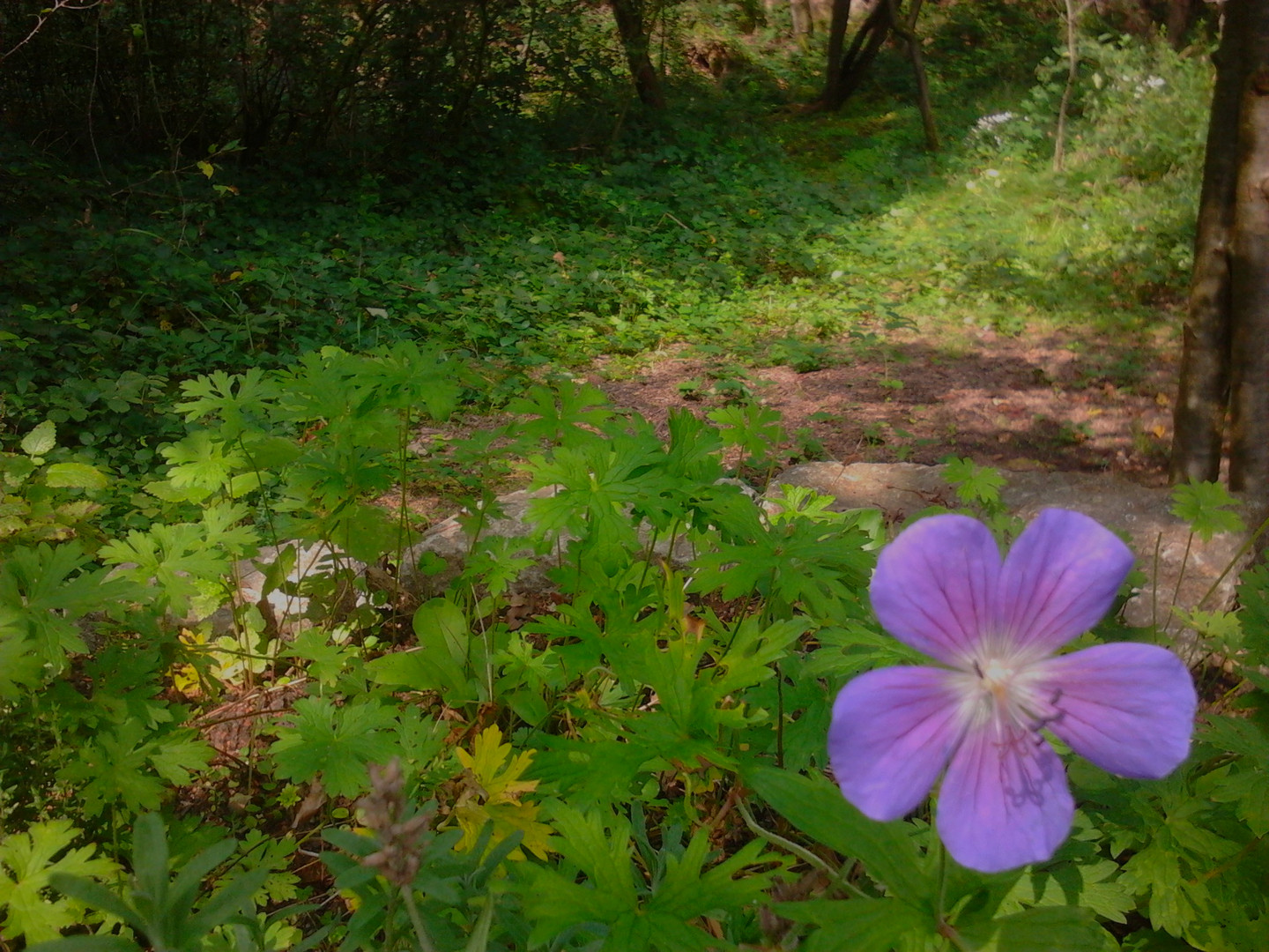 Florastique