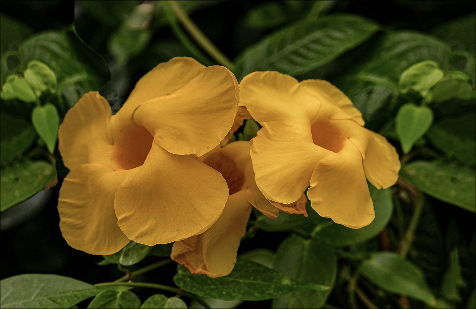 Florcillas amarillas.