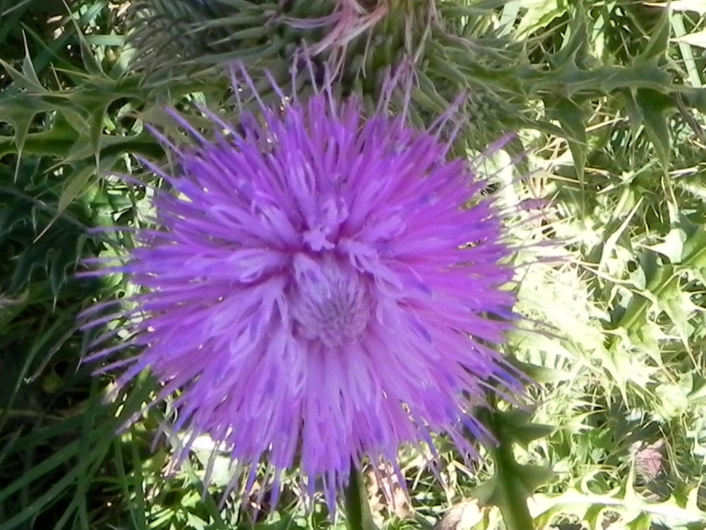 florcita del campo