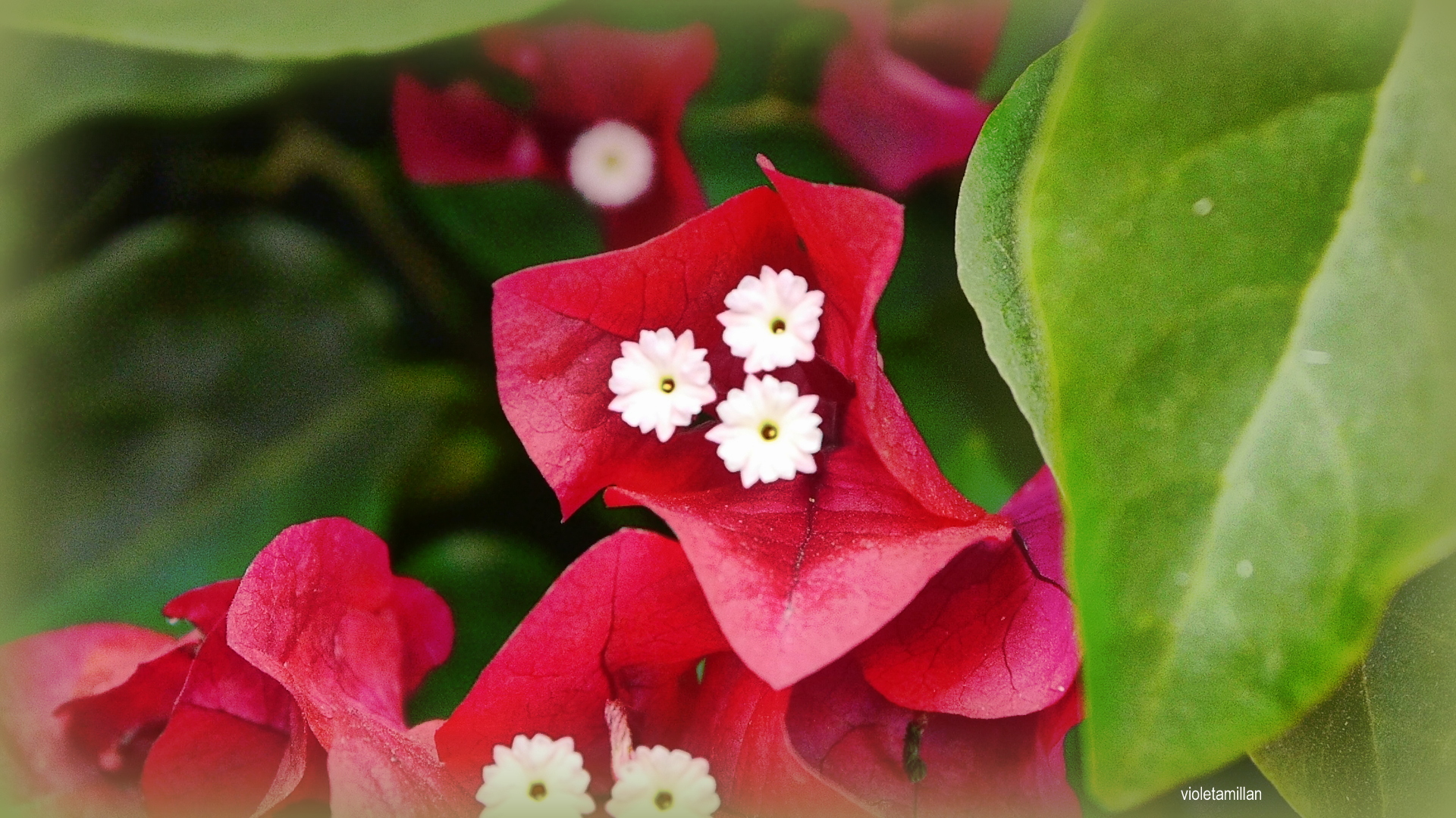 FLORCITAS DE LA STA RITA