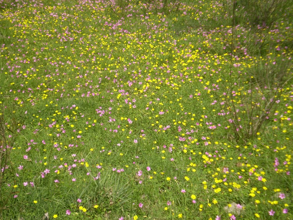 FLORCITAS DEL CAMPO