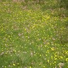 FLORCITAS DEL CAMPO