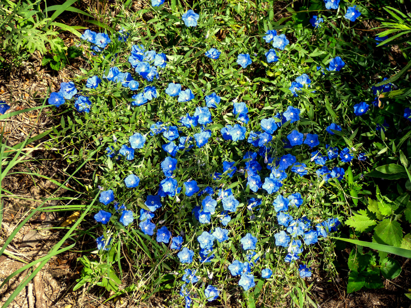 Florcitas del campo