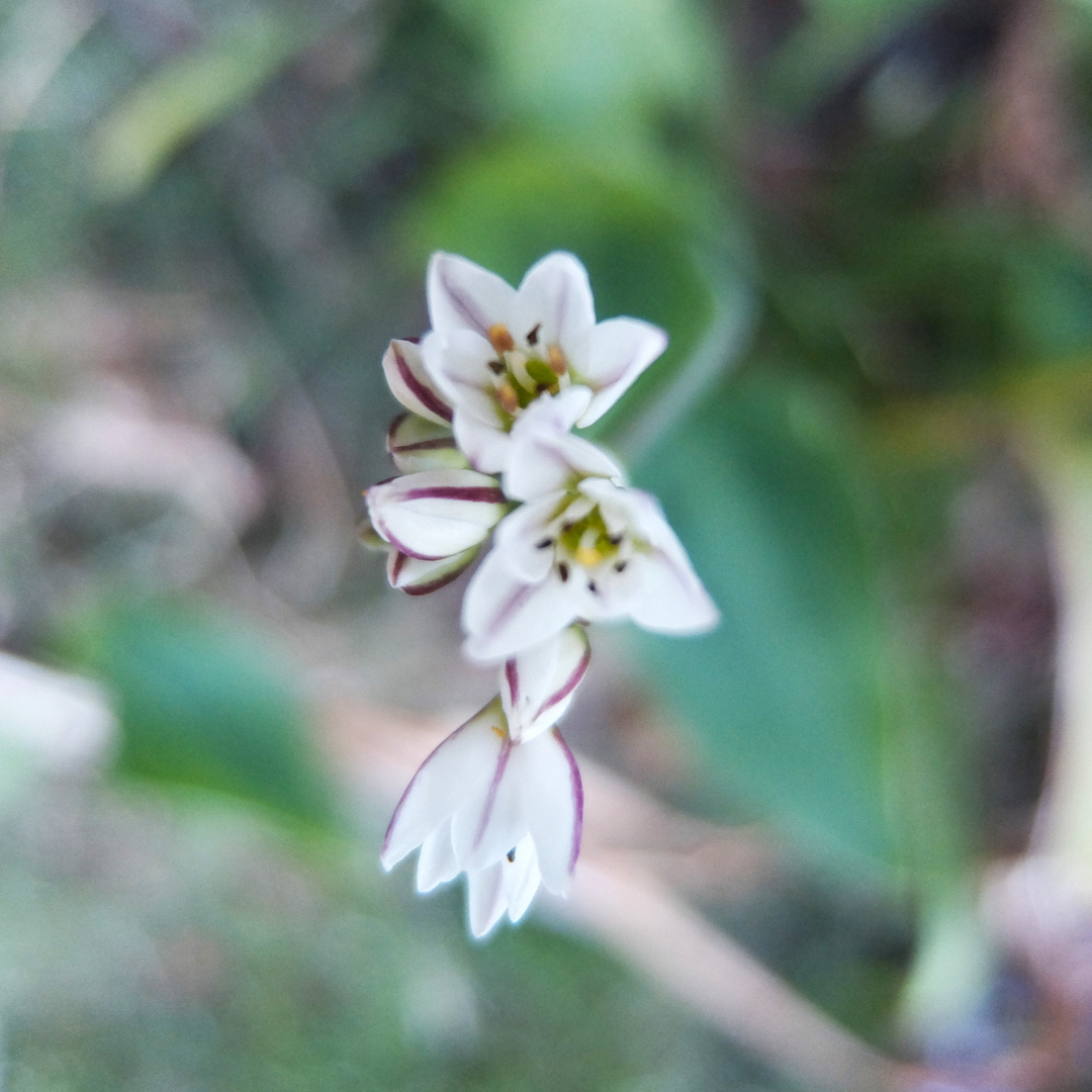 FLORCITAS SILVESTRES