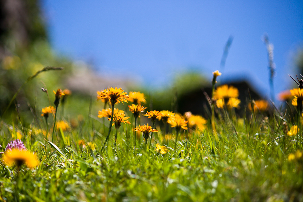 Flore alpine