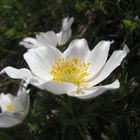 flore alpine.JPG