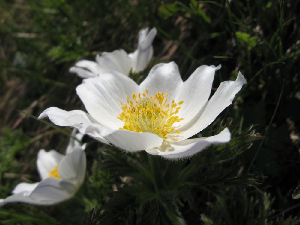 flore alpine.JPG