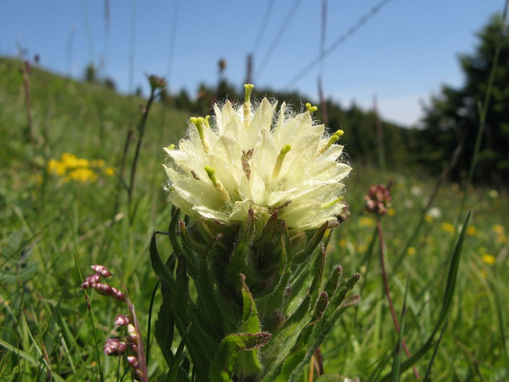 flore alpine.JPG