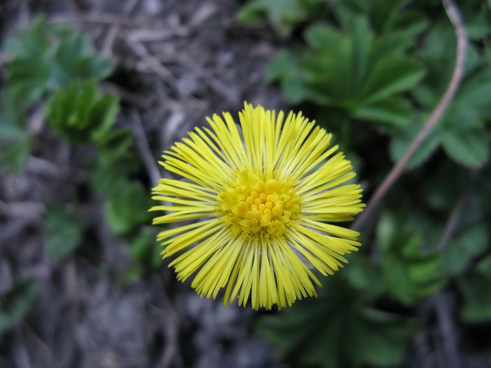 flore alpine.JPG