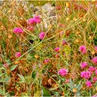 Flore des calanques