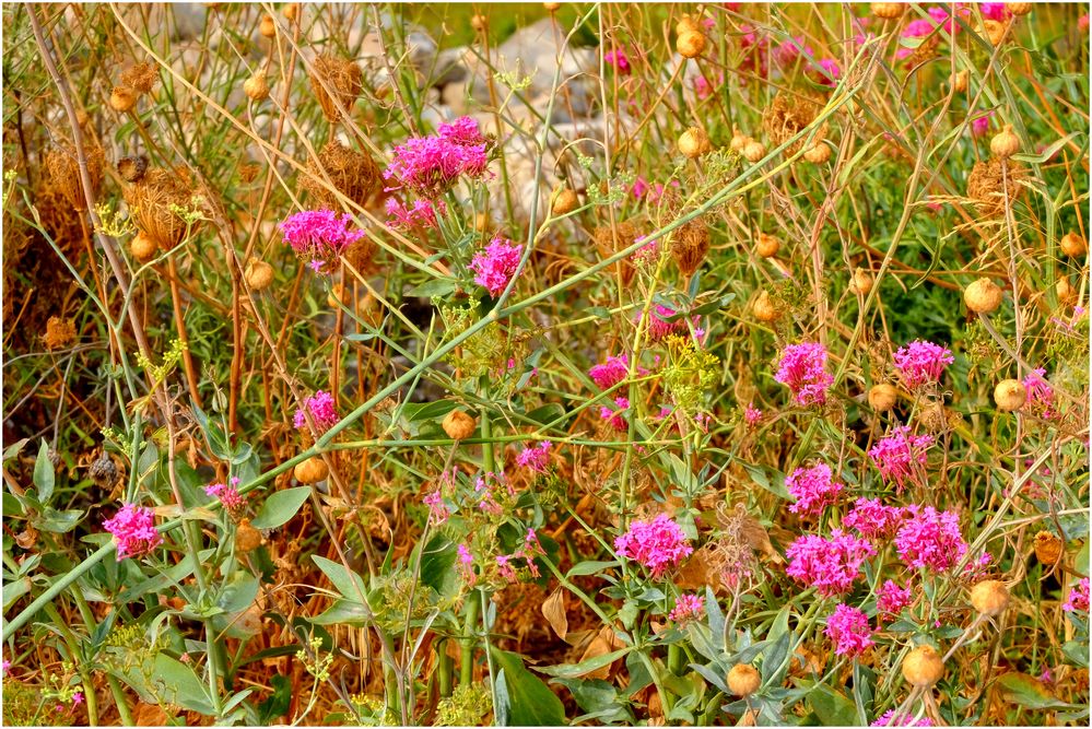 Flore des calanques