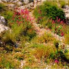 Flore des calanques