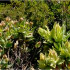 Flore des calanques