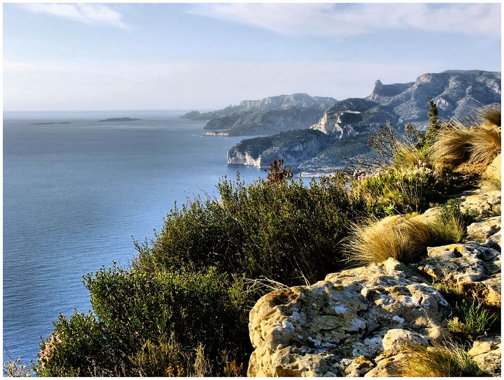 Flore des calanques