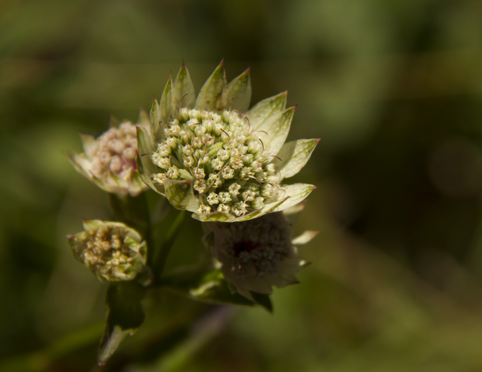 Flore du Jura