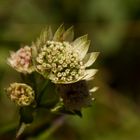 Flore du Jura