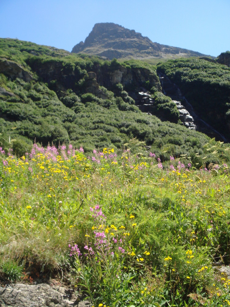 Flore et Altitude