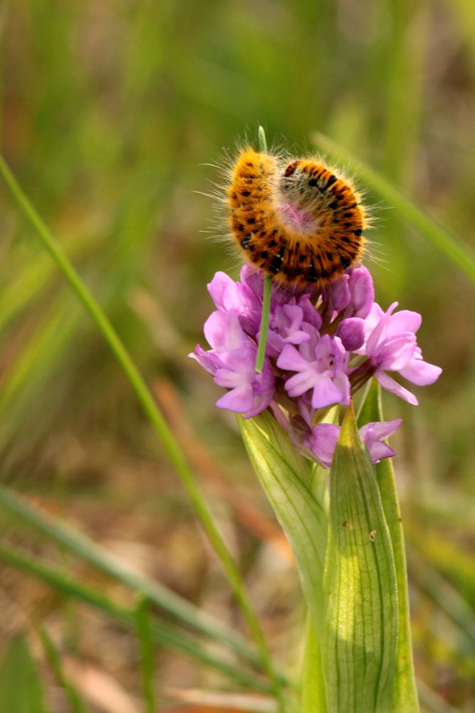 Flore et Faune