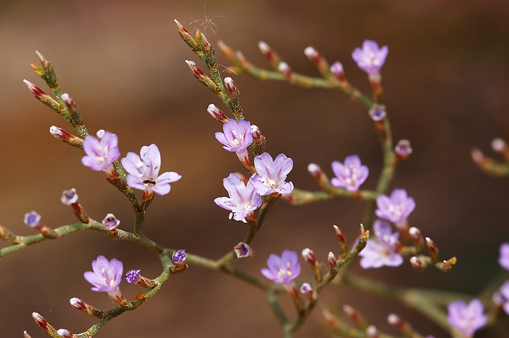 Florece el Limonium.