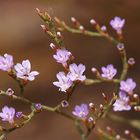 Florece el Limonium.