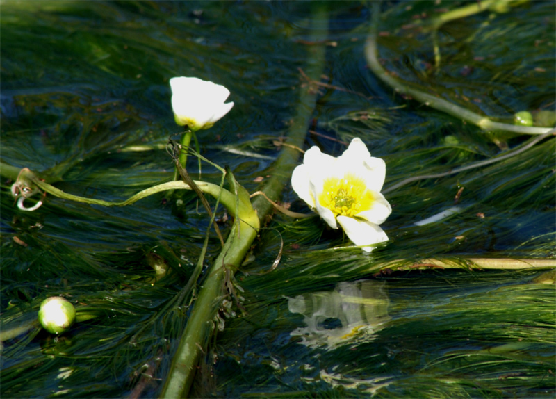 Floreciendo em el agua