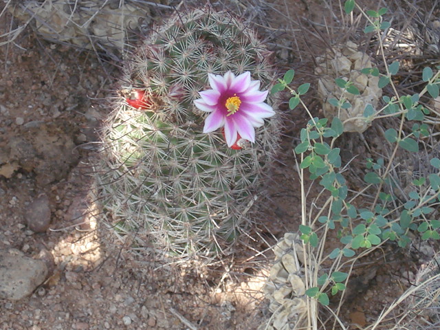 FLORECIENDO EN EL DESIERTO