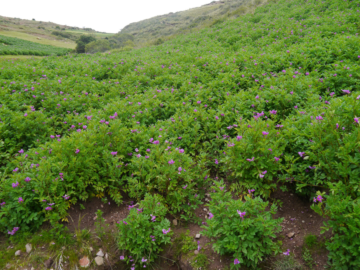 Floreciendo la papa andina en Antaparco - Huancavelica