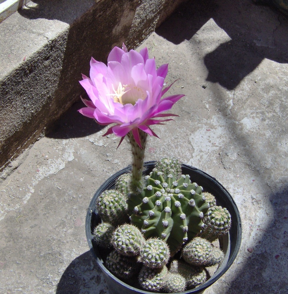 floreciendo un cactus