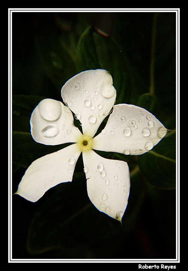 Florecilla Anónima