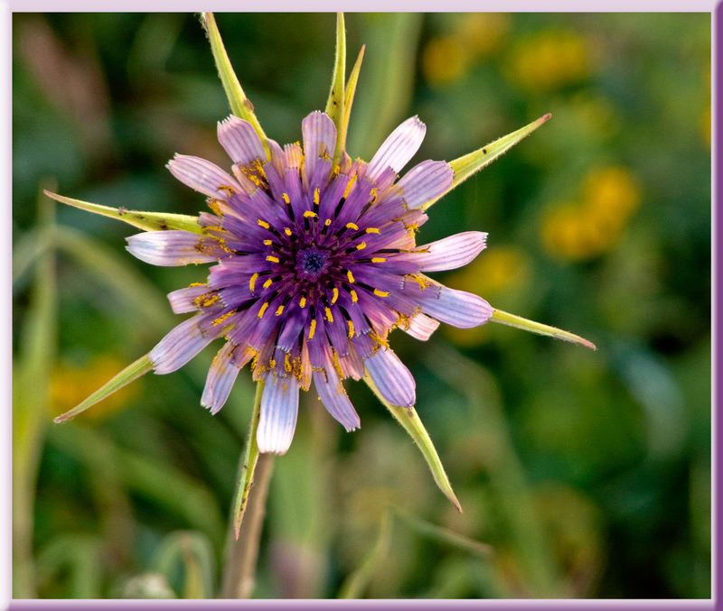 Florecilla de campo