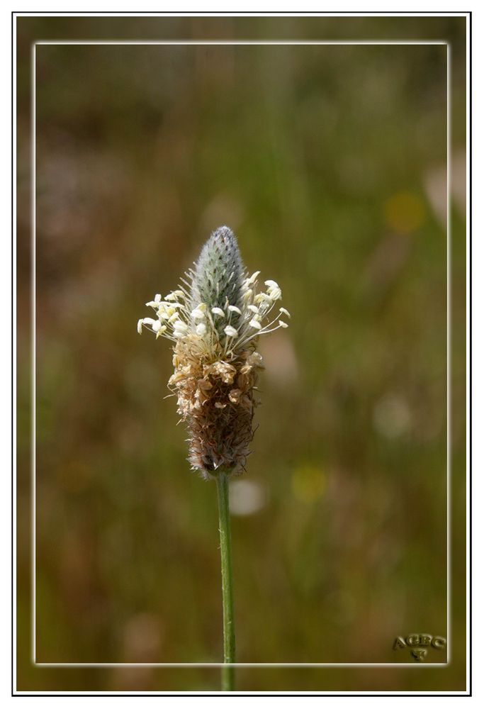 Florecilla del campo